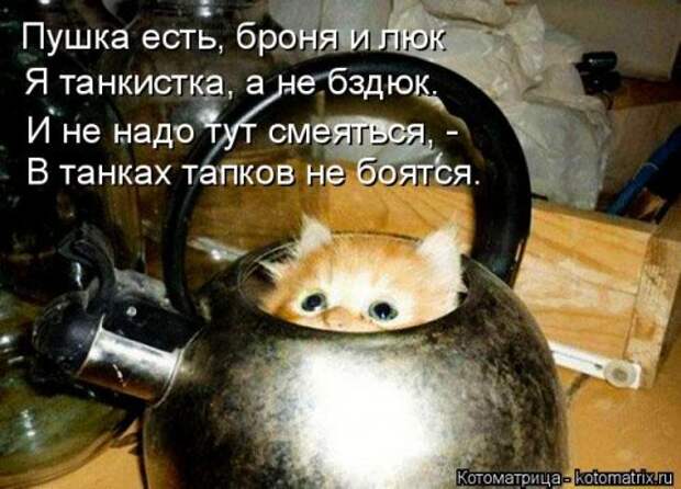 Еженедельная котоматрица (33 фото)