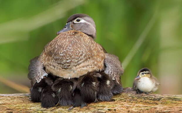 20 фотографий мамочек-птиц рядом с их детками