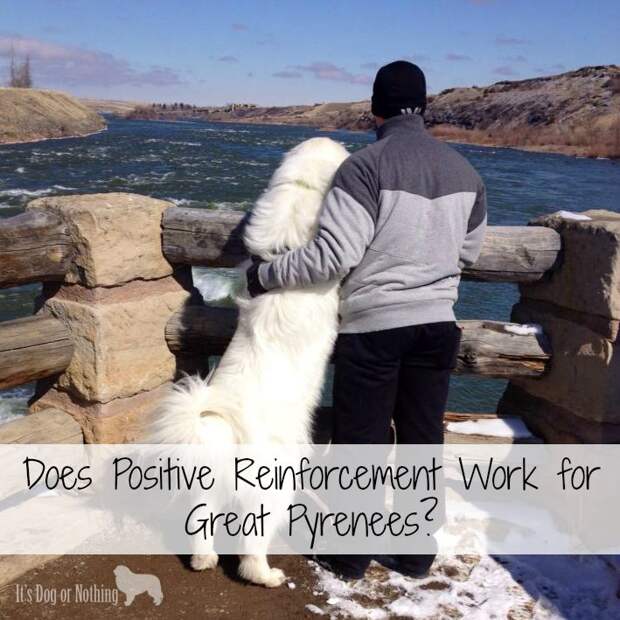 Does Positive Reinforcement Work for Great Pyrenees?