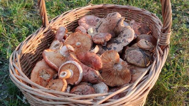 Полная корзина грибов / Фото: паблик