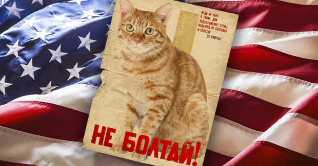 Однажды агенты ЦРУ натренировали кошку, чтобы она шпионила за СССР