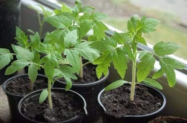 11 «нельзя» при выращивании рассады томатов
