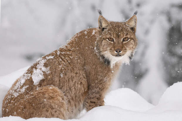 Amur Mash: рысь грелась на солнце у дороги вблизи аэропорта Дальнегорска