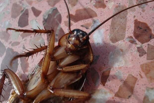 9 интересных фактов о тараканах