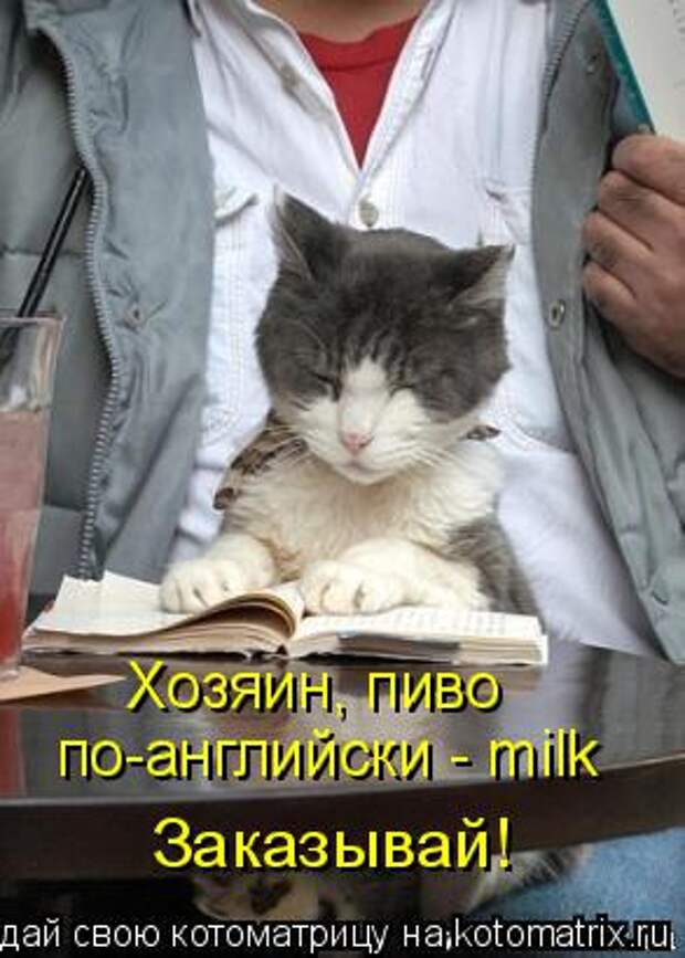Котоматрица: Хозяин, пиво  по-английски - milk Заказывай!
