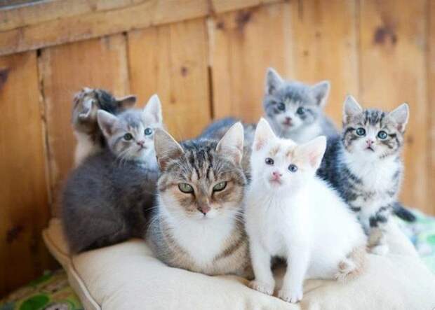 Гордые мамы-кошки со своими многочисленными котятами Гордые мамы-кошки, кошки со своими котятами