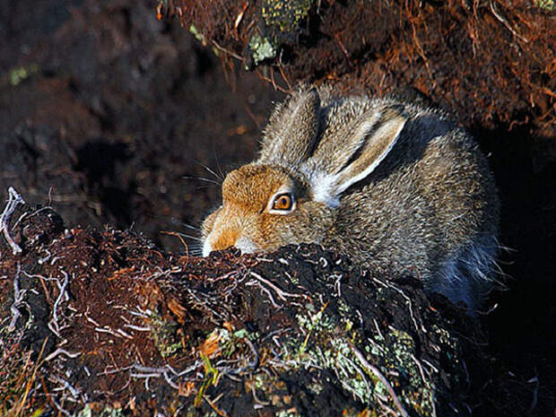 Охота на зайца осенью без собаки