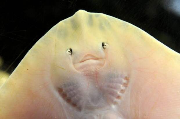 Морской кот Морской кот