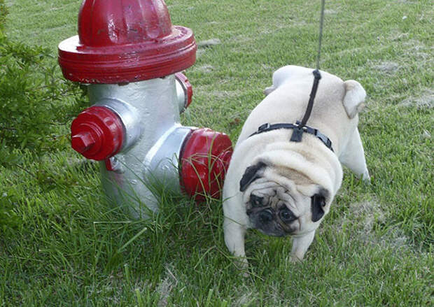 Интересные и малоизвестные факты о собаках Интересные и малоизвестные факты о собаках интересно, собаки, факты