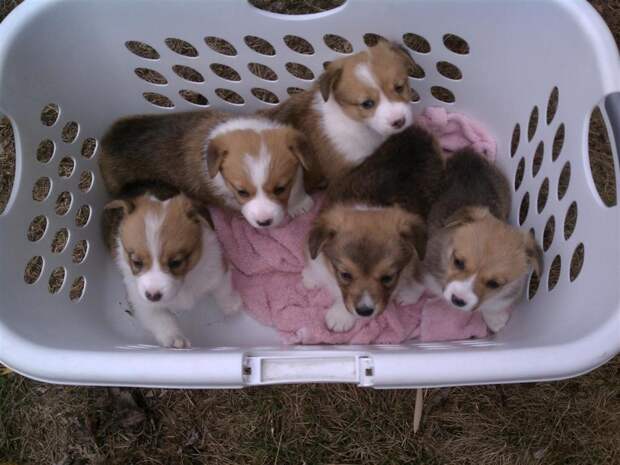 CORGI COLUMN: You Guys Are The Best, Here Are Some Puppy Pictures