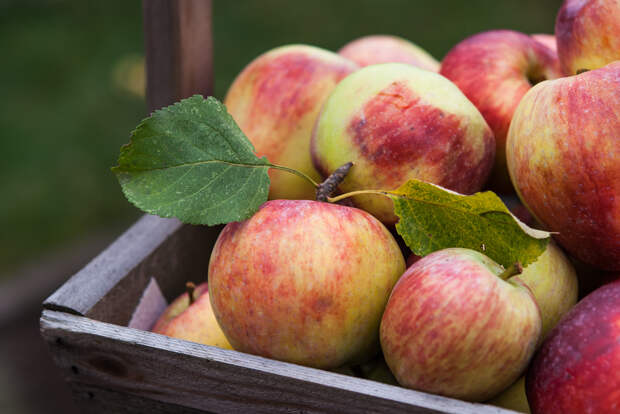 Яблоки. Содержат витамины А, В1, В2, В3, В6, В9, С, Е, Н, PP. Лучше всего яблоки употреблять в сыром или печённом виде. (Jim Belford)