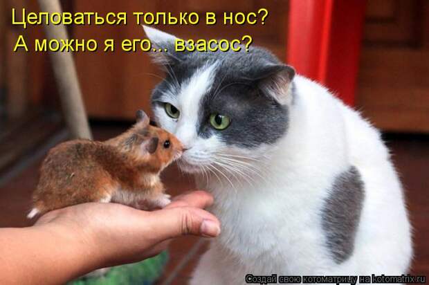 Котоматрица - Целоваться только в нос?  А можно я его... взасос?