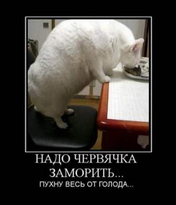 Демотиваторы новые фото приколы и смешные.