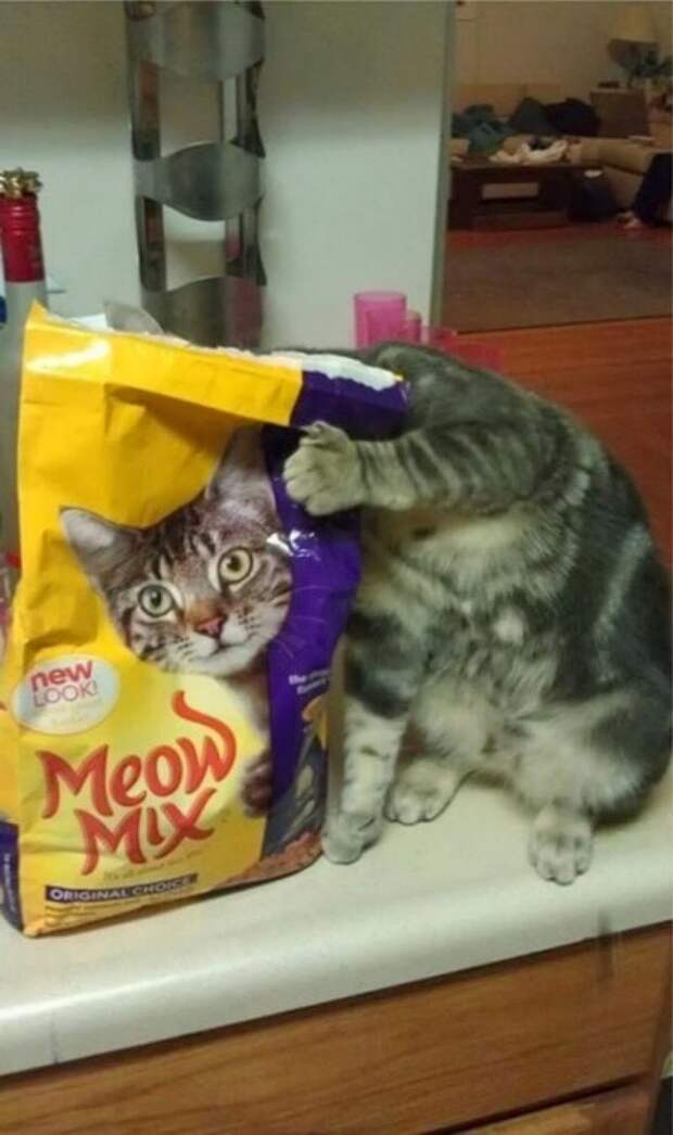 Фотографии котов, сделанные в самый нужный момент