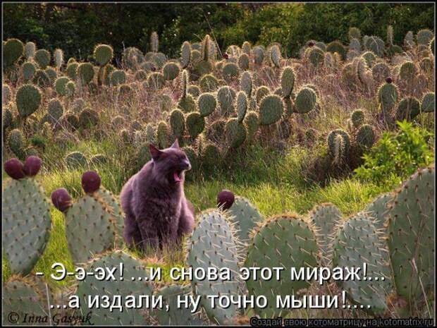 Мысли вслух :)