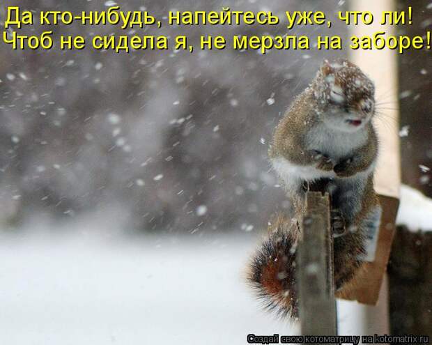 Котоматрица - Да кто-нибудь, напейтесь уже, что ли! Чтоб не сидела я, не мерзла на з