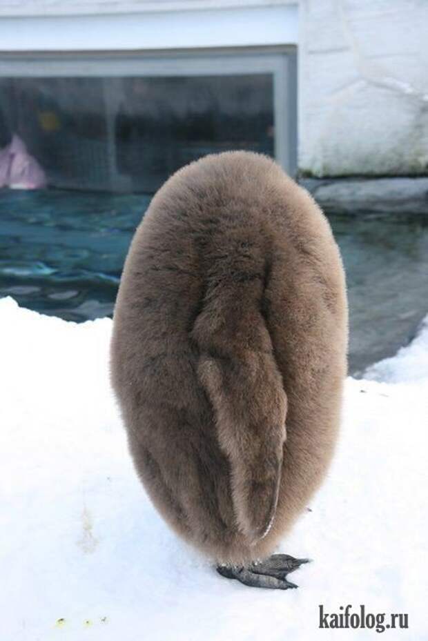 Приколы про пингвинов (30 фото) Приколы про пингвинов (30 фото)