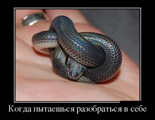 Демотиваторы (30 фото)