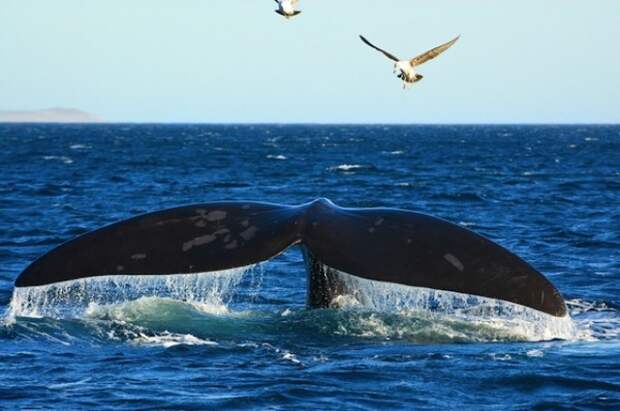 save southern right whales