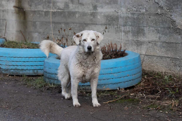 Власти Новомосковска потратят почти пять миллионов рублей на отлов собак