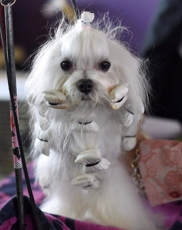 Как проходит выставка собак Westminster Kennel Club 2015