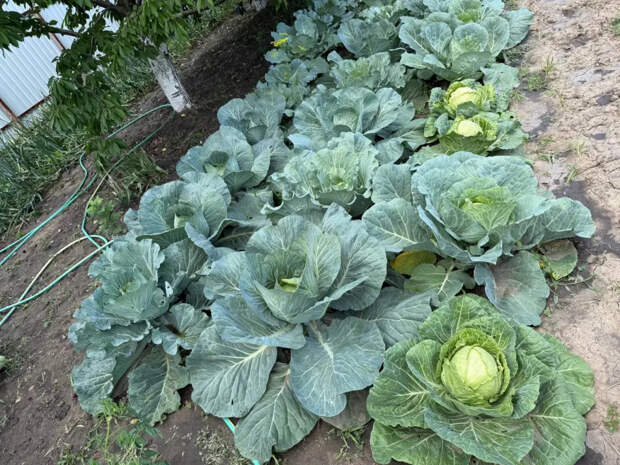 Капуста-спринтер: гибрид созревает за 50 дней — кочаны хрустящие, плотные и не трескаются