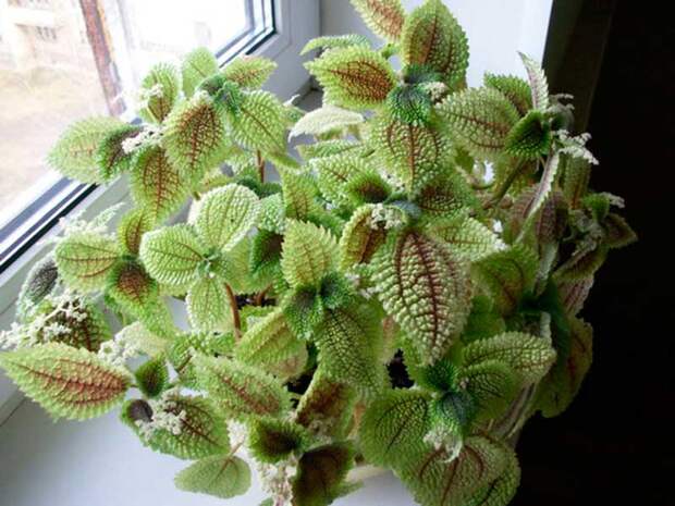 Комнатное растение Пилея (Pilea)