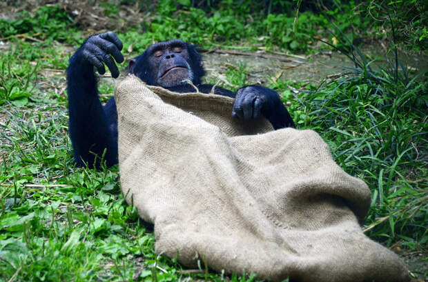 Шимпанзе в зоопарке в Чэнду, Китай