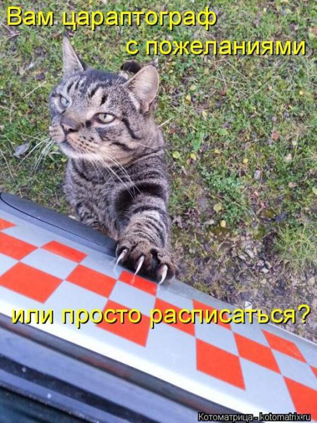 Замечательная котоматрица (27 фото)