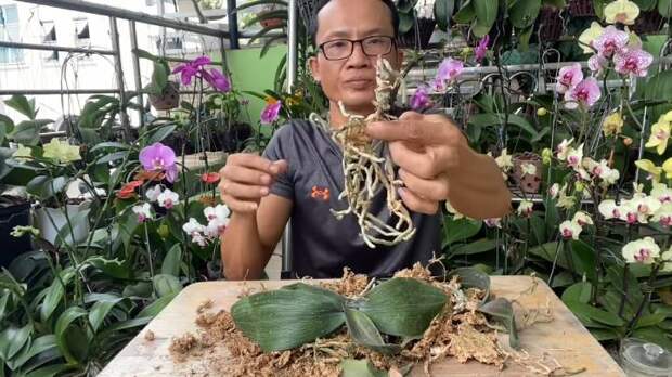 Омолодите старую орхидею и разделите её на два или даже три новых растения