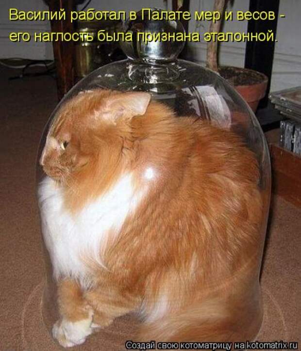 Новая котоматрица на Бугаге (39 фото)