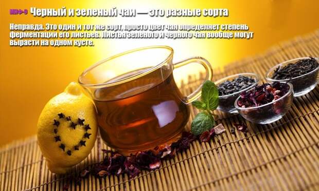10 мифов о чае 10 мифов о чае миф, чай
