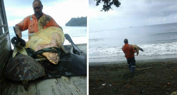 Эти мужчины покупают морских черепах, чтобы выпустить их обратно в море