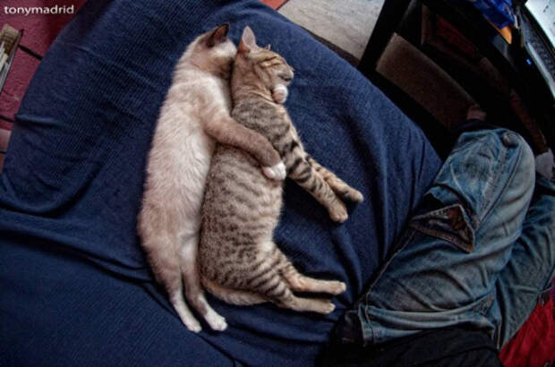 Немного спящих котов коты, милота, сон