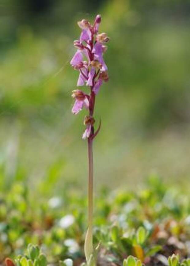 Ятрышник зелено-бурый (Orchis viridifusca), подвид Ятрышника Шпитцеля (Orchis spitzelii)