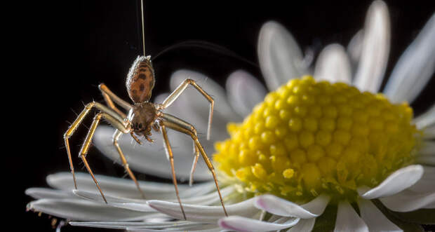 spider in