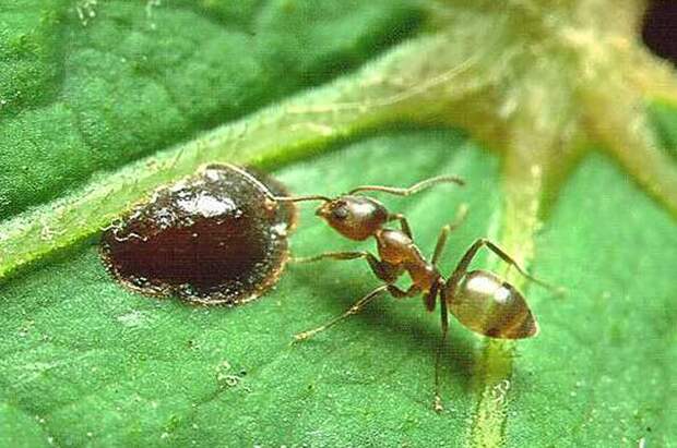 Как аргентинские муравьи создают колонии на различных континентах.