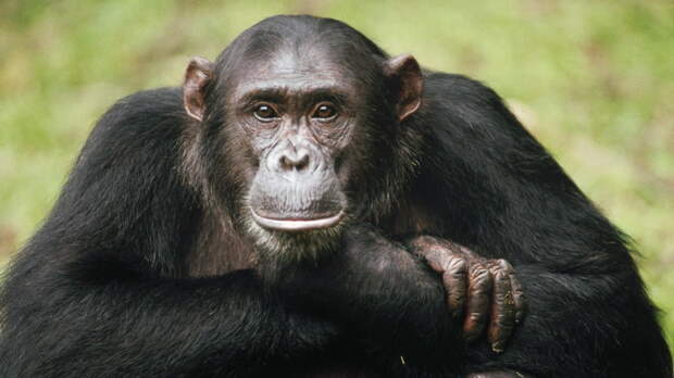 Not yet published Picture File:	MI001 1232379        Submitter:	GERRY ELLIS/ MINDEN PICTURES   Copyright:	 50M (MINDEN IMAGES REPRESENTED BY NATIONAL GEOGRAPHIC CREATIVE HAVE SPECIFIC RESTRICTIONS. CONTACT NG CREATIVE STAFF AT X7537 FOR MORE INFORMATION)   Location:	Not Released/ Not Applicable, Tanzania Legend:	Chimpanzee (Pan troglodytes) portrait, adult named Frodo, Gombe Stream National Park, Tanzania Keywords:	Africa, Animal, Ape, Chimpanzee, Close Up, Color Image, Day, Eas