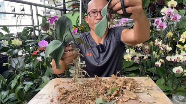 Омолодите старую орхидею и разделите её на два или даже три новых растения