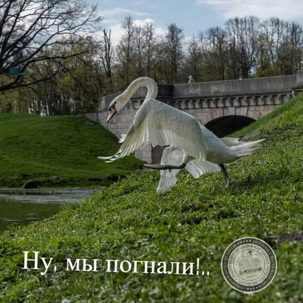 Ну мы погнали