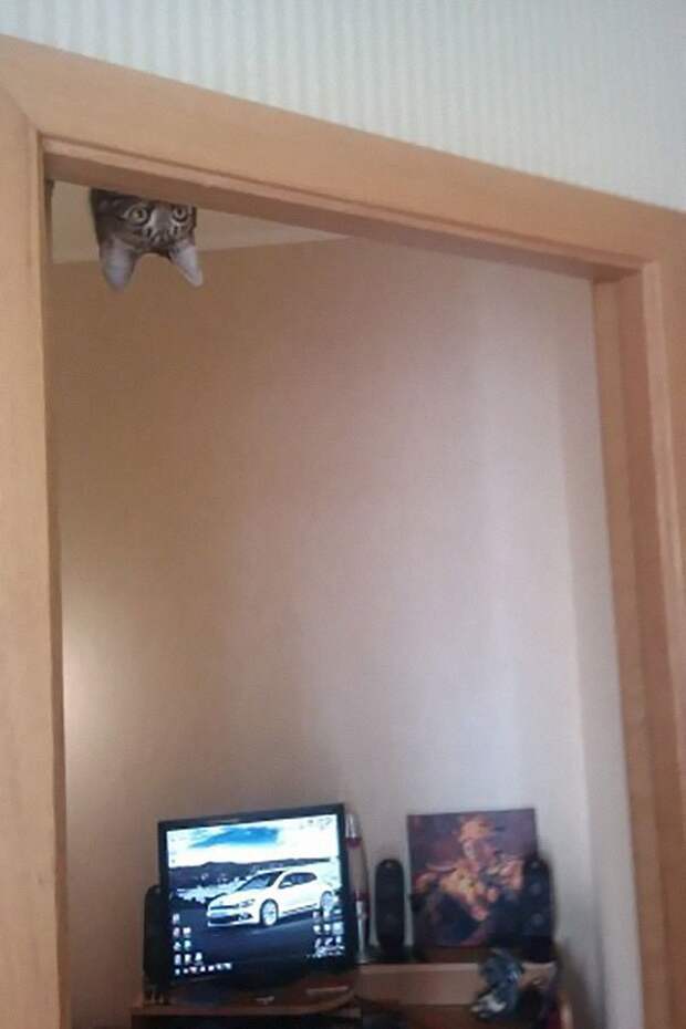 ниндзя кот 