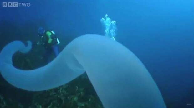 гигантские морские пиросомы