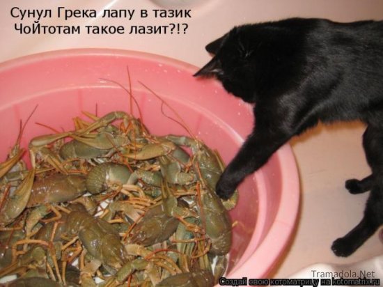 Подборка Котоматриц 2010 - Выпуск 28
