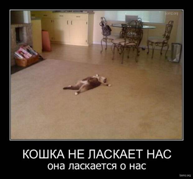 Приколы демотиваторы, смешные надписи и фото.