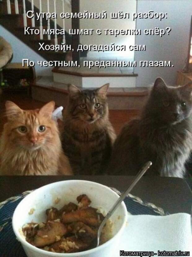 Котоматрица на Бугаге (37 фото)