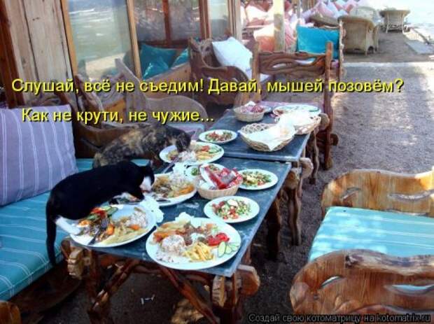 Новая котоматрица (29 фото)