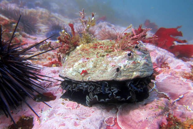 A red abalone off the coast of California.