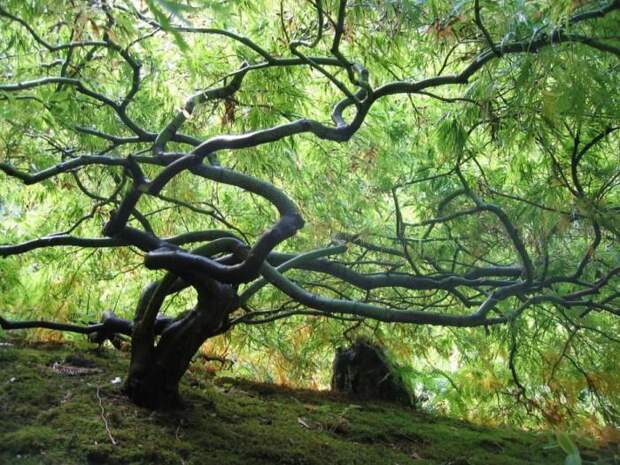 Место чарующее своей красотой и живой природой - The Butchart Gardens. 