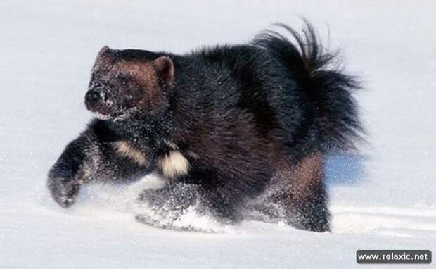 funny_animals_060