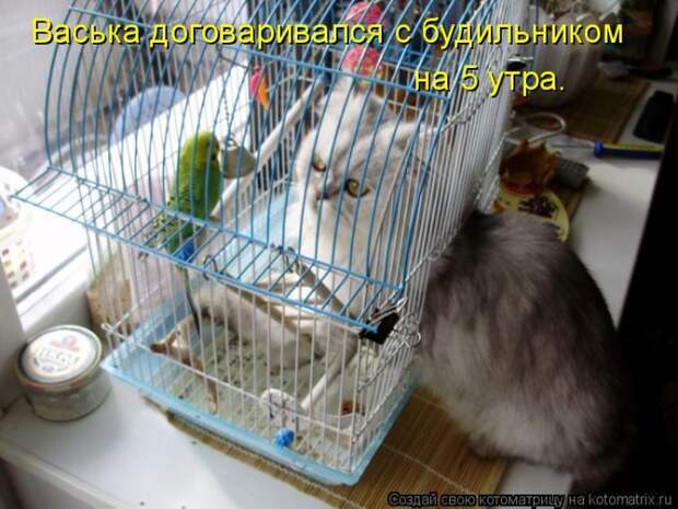 Лучшие котоматрицы недели (50 фото)
